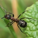 Macro fourmis chalet - 012